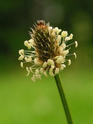 Narrow leaf platain - Spitzwegerich