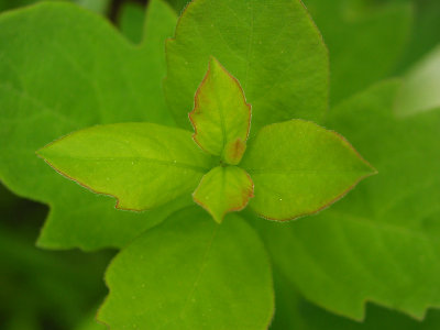 Young plant in May