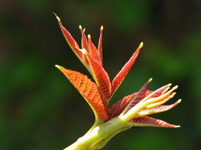 Young walnut leaves