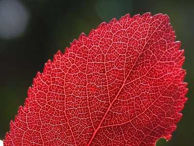 Red spring leaf