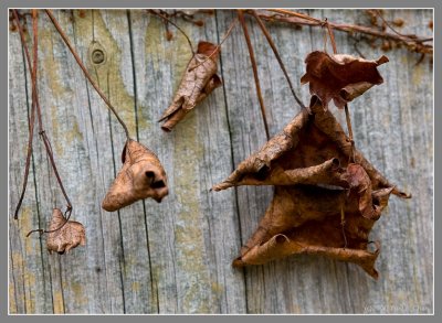 Dead Leafs