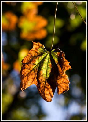 Autumn Leaf near Leslie & Eastern