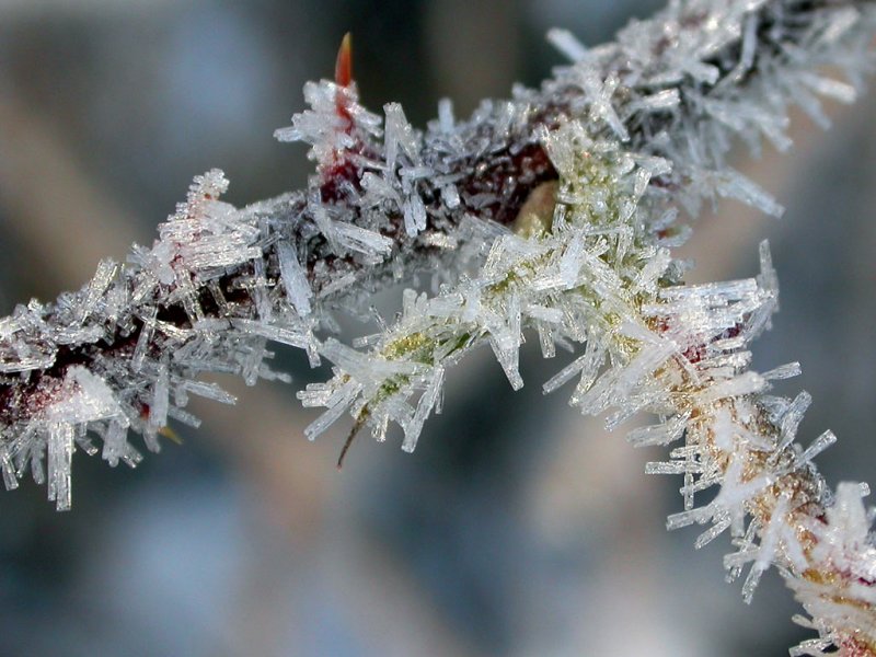 Frost on Blackberry Branch