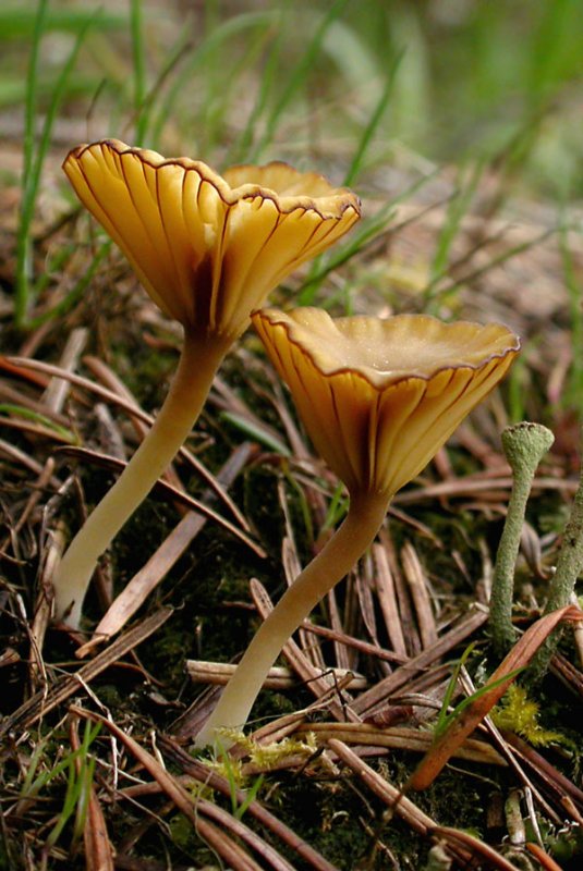 SF Mushrooms
