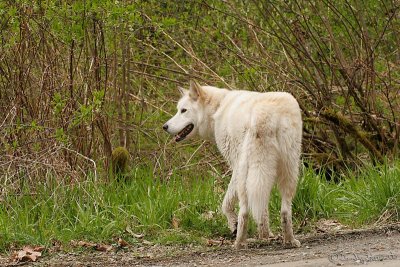 WOLF DOG
