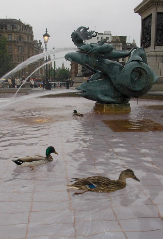 Ducks in the fountain