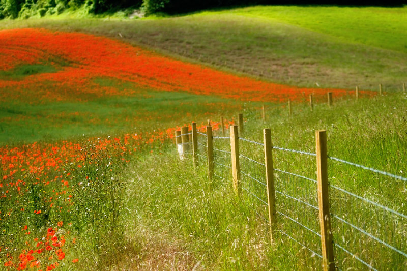 Along the fence