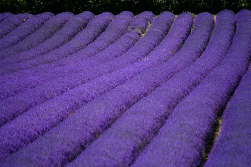 Lavender rolls 4