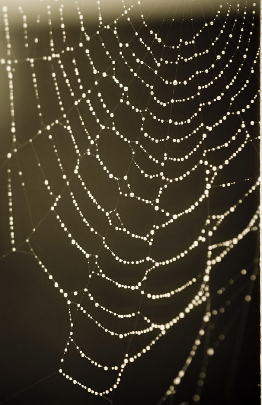 Web of pearls