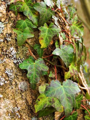 Ivy and bark