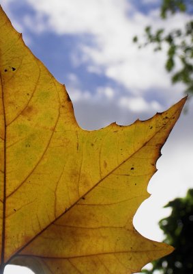 Yellow leaf 2