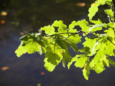 Sunny oak leaves