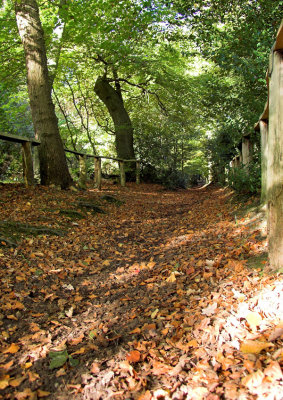 Leafy path