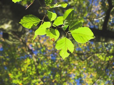 Dappled leaves