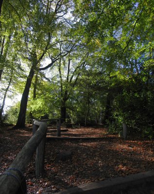 Leafy path 2