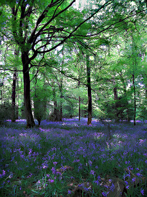 Through the trees2.jpg