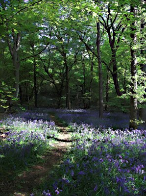 Dappled path2.jpg