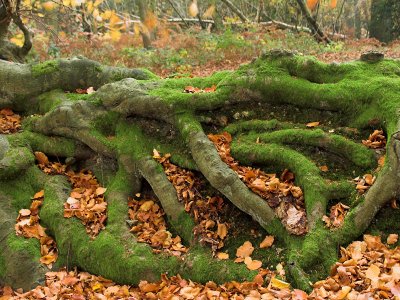 Serpentine roots