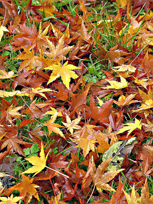 Autumn leaves2.jpg