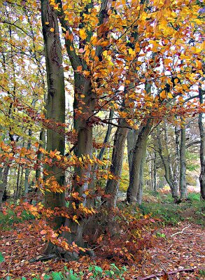 Burning bush2.jpg