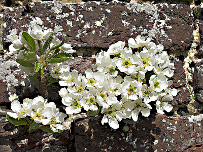 Apple blossom 2x.jpg