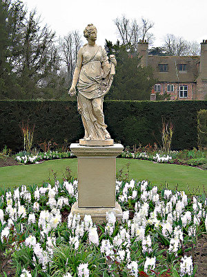 A study in white hyacinths2.jpg