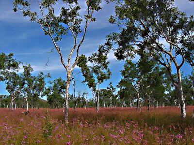 Wild flowersx.jpg