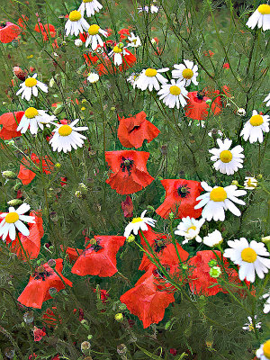 Poppies and daisies2.jpg