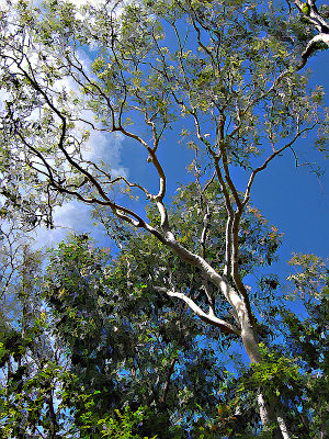 Ghost gum2.jpg