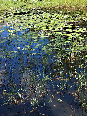 Lily pool 2x.jpg