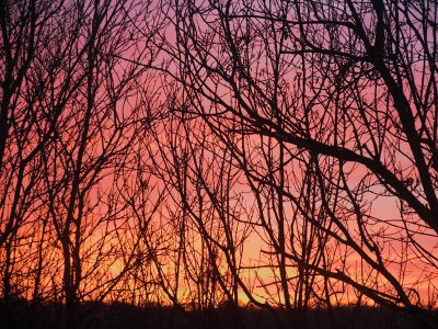 Sunset through the trees 2