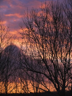 Sunset through the trees 3