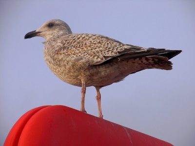 Young seagull