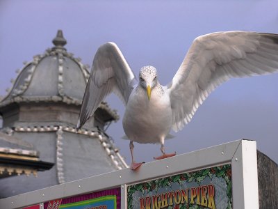 Seagull 4