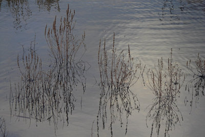 Reflected stems