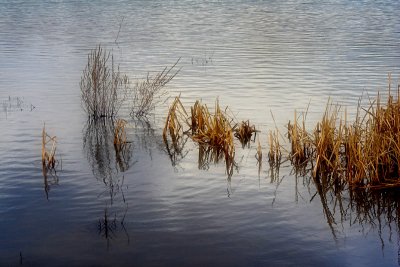 Reflected reeds