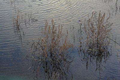 Ripples in the water