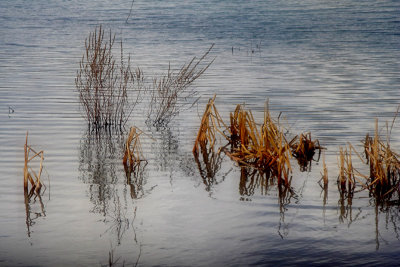 Reflected reeds 2