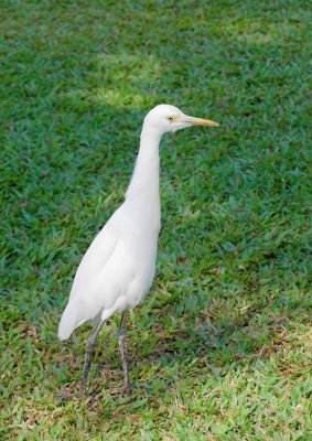 Friendly Egret