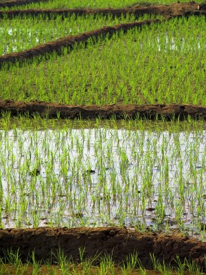 Goan countryside