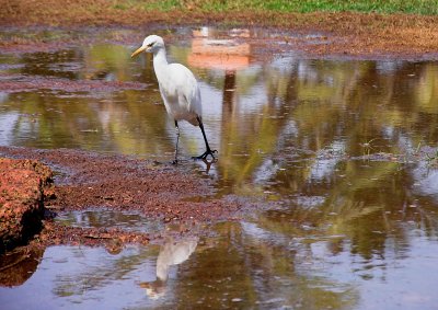 Egret and reflection