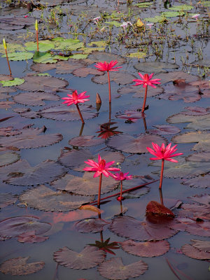 Lotus flowers