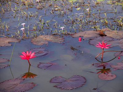 Lotus flowers 2