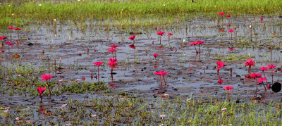 Lotus pool 2