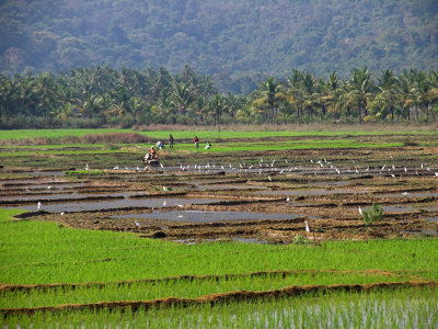 Egrets in the fields