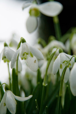 Snowdrops in Knockholt: 23 Feb 2007