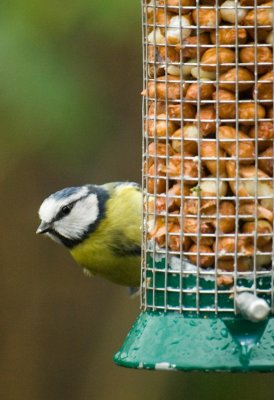 Bluetit 4