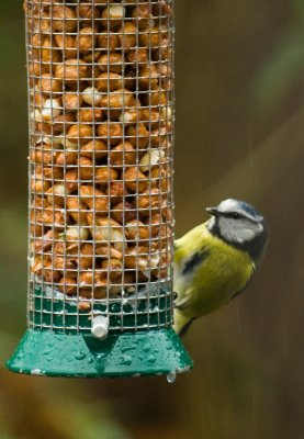 Bluetit 5