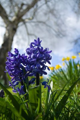 Blue hyacinth