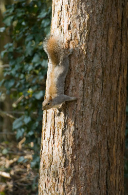 Squirrel 3